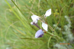 Moraea brevistyla