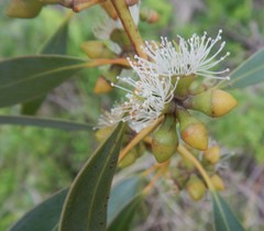 Eucalyptus diversifolia