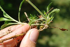 Silene nutans livida