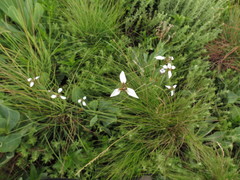 Moraea brevistyla