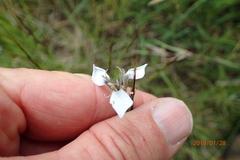 Moraea brevistyla