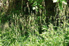 Silene nutans livida