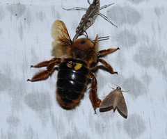 Xylocopa tranquebarica