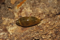 Streptostyla