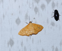 Spinosuncus