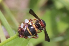 Epeolus bifasciatus