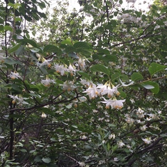 Styrax redivivus