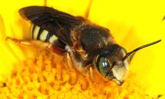 Rhodanthidium septemdentatum