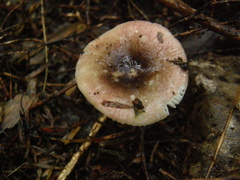 Russula roseopileata