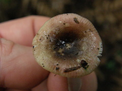 Russula roseopileata