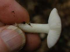 Russula roseopileata