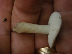 Russula roseopileata