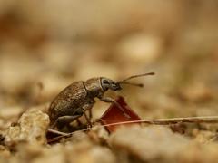 Peritelus sphaeroides