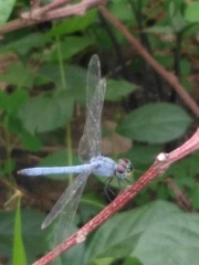 Chalcostephia flavifrons