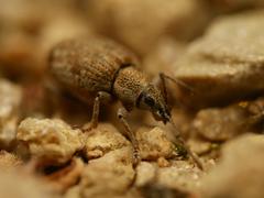 Peritelus sphaeroides