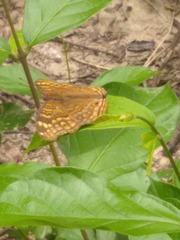 Junonia chorimene