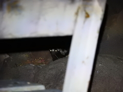 Spilogale angustifrons