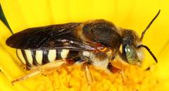 Rhodanthidium septemdentatum