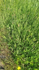 Alopecurus geniculatus