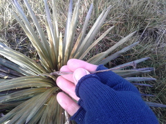 Celmisia armstrongii