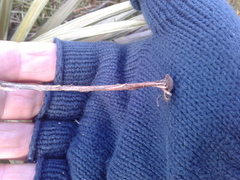 Celmisia armstrongii