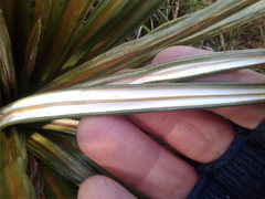 Celmisia armstrongii