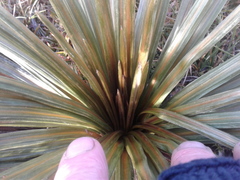 Celmisia armstrongii