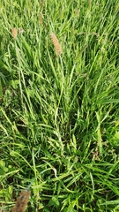 Alopecurus geniculatus