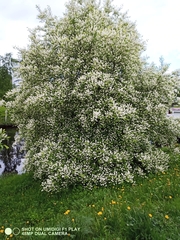 Prunus padus