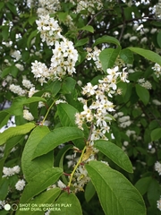 Prunus padus