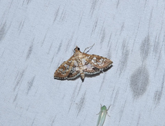 Nomophilini