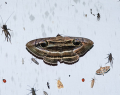 Spirama helicina