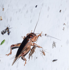 Tarbinskiellus portentosus