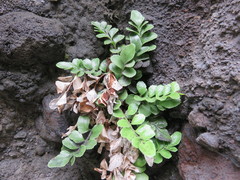 Asplenium decurrens