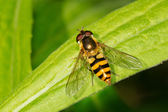 Epistrophe xanthostoma