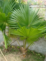 Saribus rotundifolius