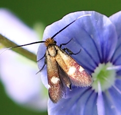 Cauchas leucocerella