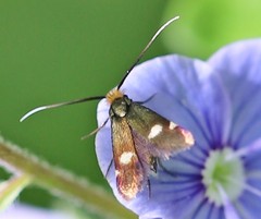 Cauchas leucocerella