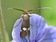 Cauchas leucocerella