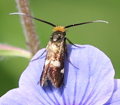 Cauchas leucocerella