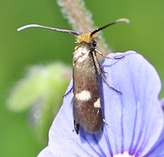 Cauchas leucocerella