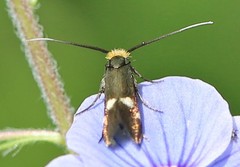 Cauchas leucocerella