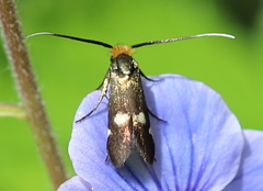 Cauchas leucocerella