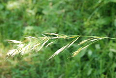 Bromus erectus