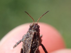 Tetrix ceperoi