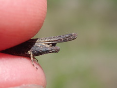 Tetrix ceperoi