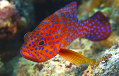 Coral Hind photo 4