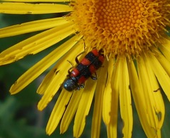 Trichodes leucopsideus