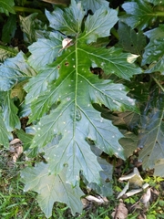 Acanthus mollis