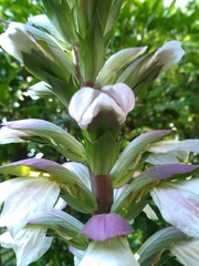 Acanthus mollis